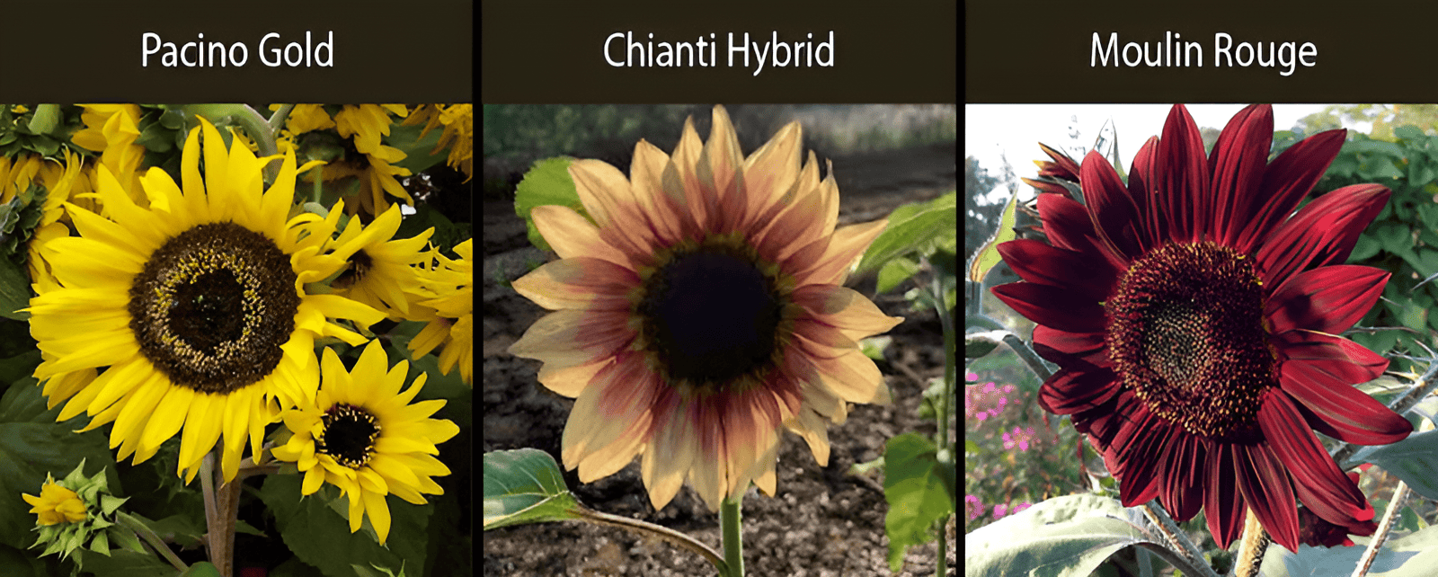pacino gold sunflower chianti hybrid sunflower moulin rouge sunflower varieties